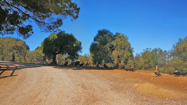 Andalusien, Arcos, Finca für Pferdeliebhaber zu verkaufen