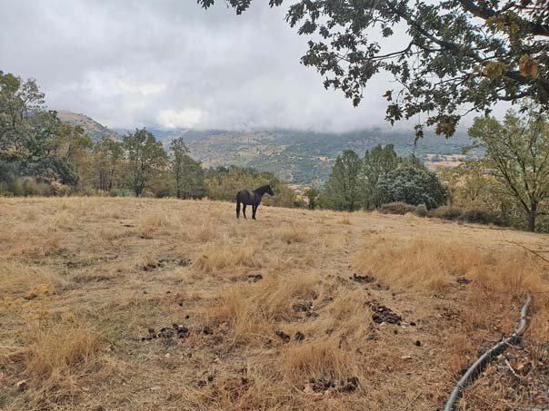 2403 Andalusien, province Granada, Busquistar - finca zum renovieren zu verkaufen