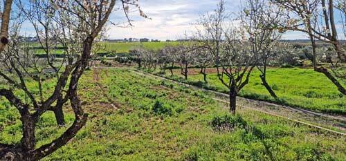 2504 andalusien, provinz huelva, rociana del condado, haus, finca zu verkaufen